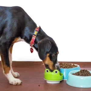 Dog Food and Treats